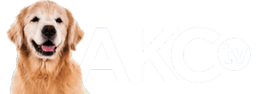 AKC TV Puppies
